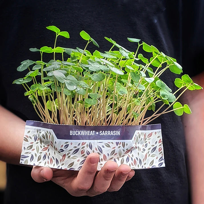 Micro Garden Microgreens Kit - Buckwheat